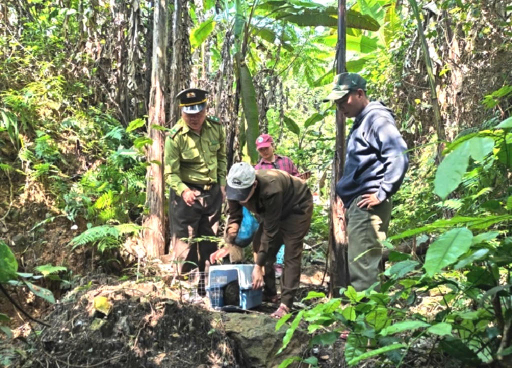 Lực lượng chức năng tiến hành thả động vật về môi trường tự nhiên Phong Nha - Kẻ Bàng.&nbsp;Ảnh: V. L