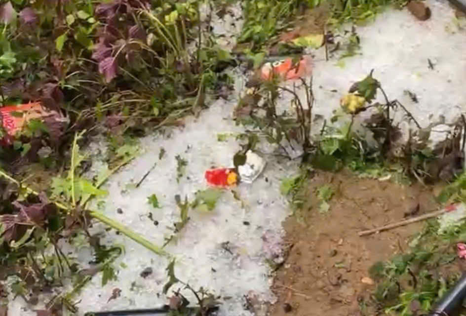 Mưa đá rơi trắng xóa trên nền đất. (Ảnh: CTV)