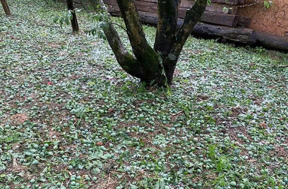 Mưa đá gây thiệt hại nhiều diện tích cây trồng tại Sơn La