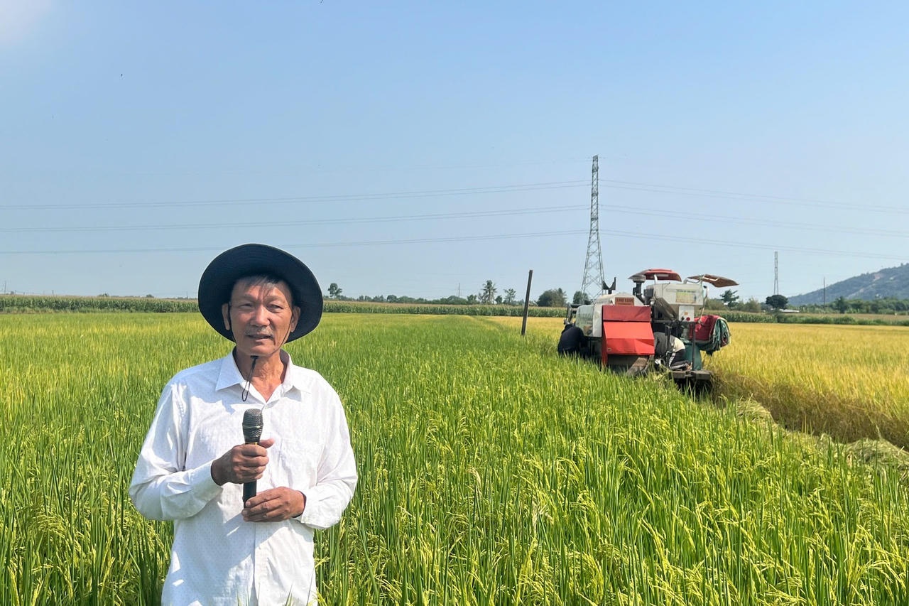 Mô hình trồng lúa phù hợp vùng thiếu nguồn nước tưới
