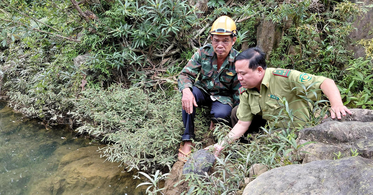 Quảng Trị: Thả cá thể rùa cổ sọc quý hiếm về rừng tự nhiên 