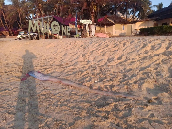 Cá mái chèo, rùa biển trôi dạt vào biển Hàm Tiến, Tân Hải