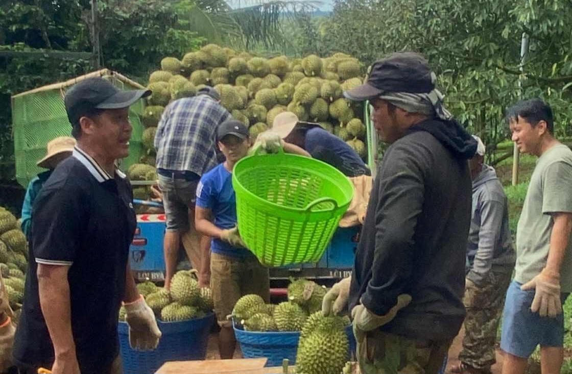 Đắk Lắk siết quản lý, nâng tầm giá trị sầu riêng