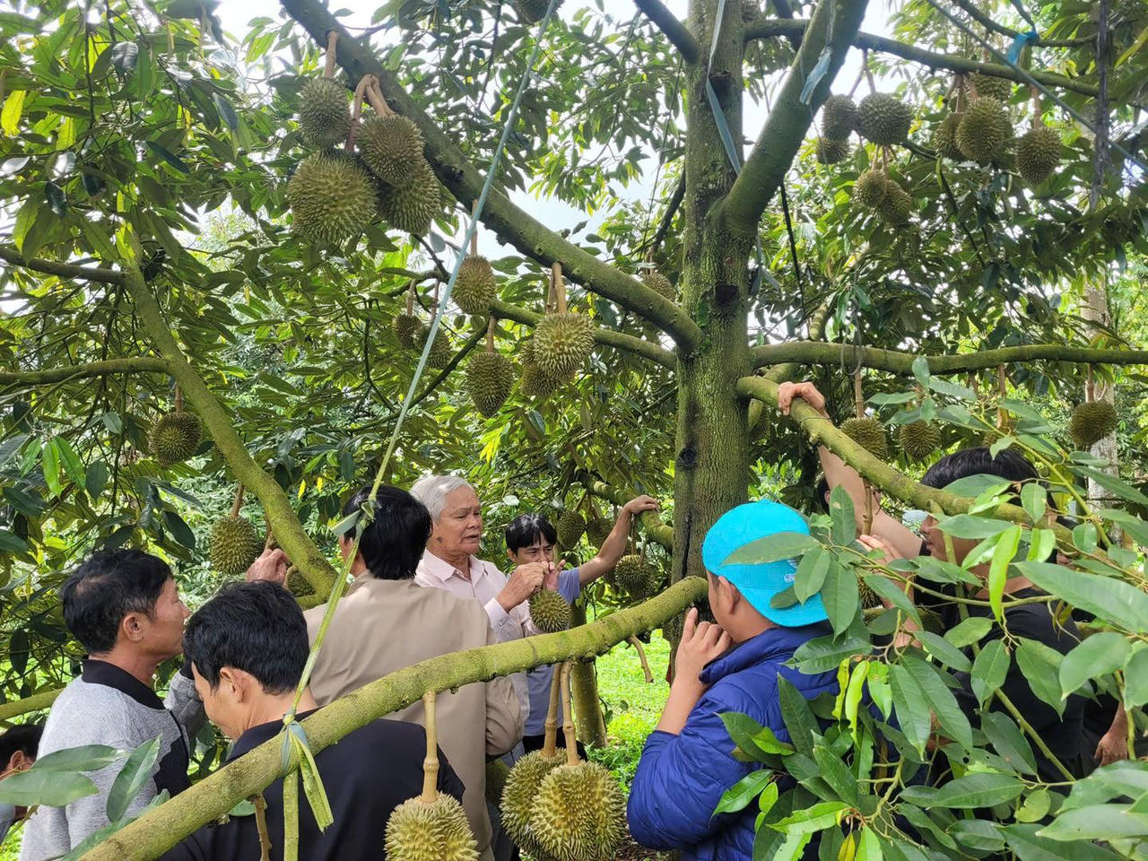 Nông dân Đắk Lắk trao đổi kinh nghiệm tại vườn sầu riêng đạt chất lượng.