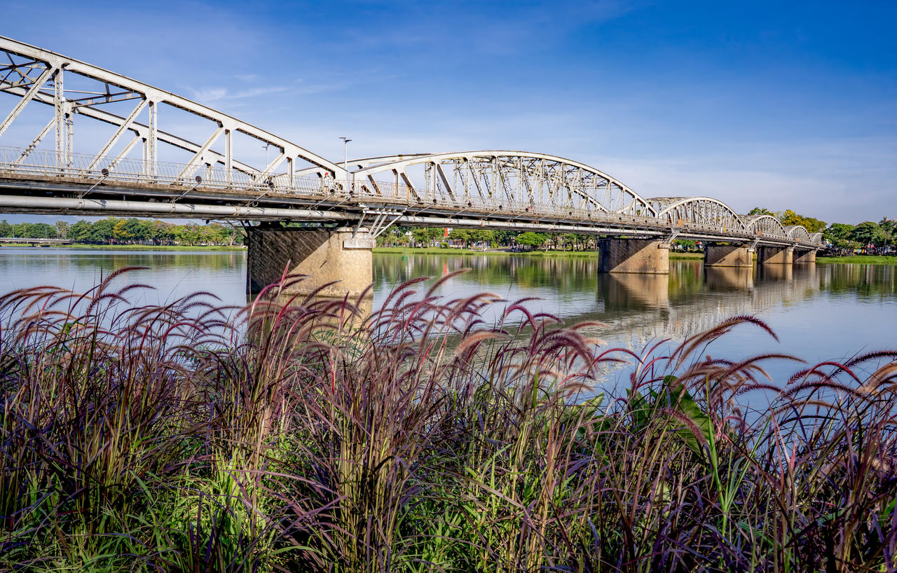 Cỏ lau hồng khẽ nghiêng bên bờ, tôn lên dáng thanh nhã của cầu Trường Tiền giữa dòng sông Hương.