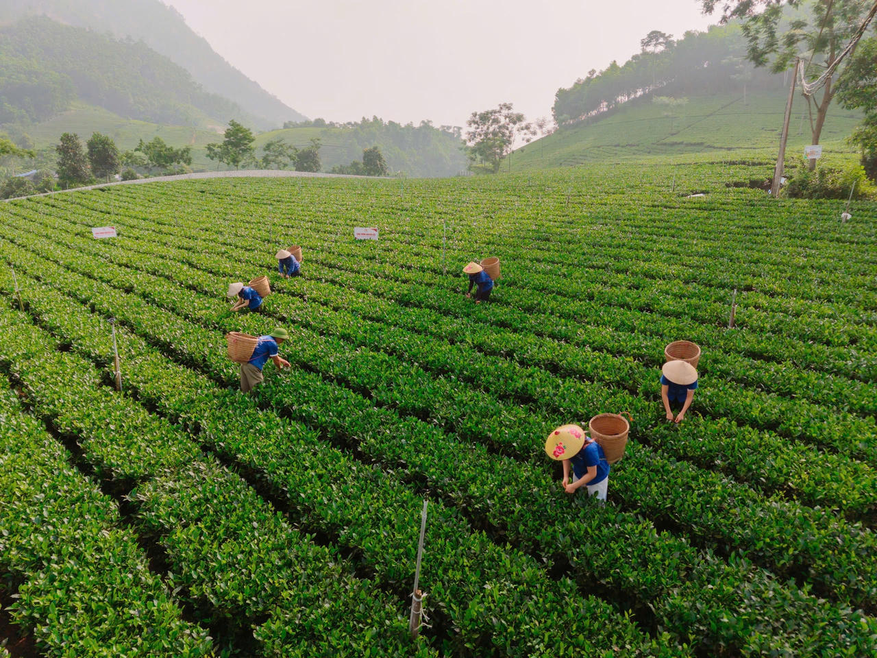 Những đồi chè mang bản sắc riêng mà chỉ Thái Nguyên mới có. (Ảnh: Lê Hanh)