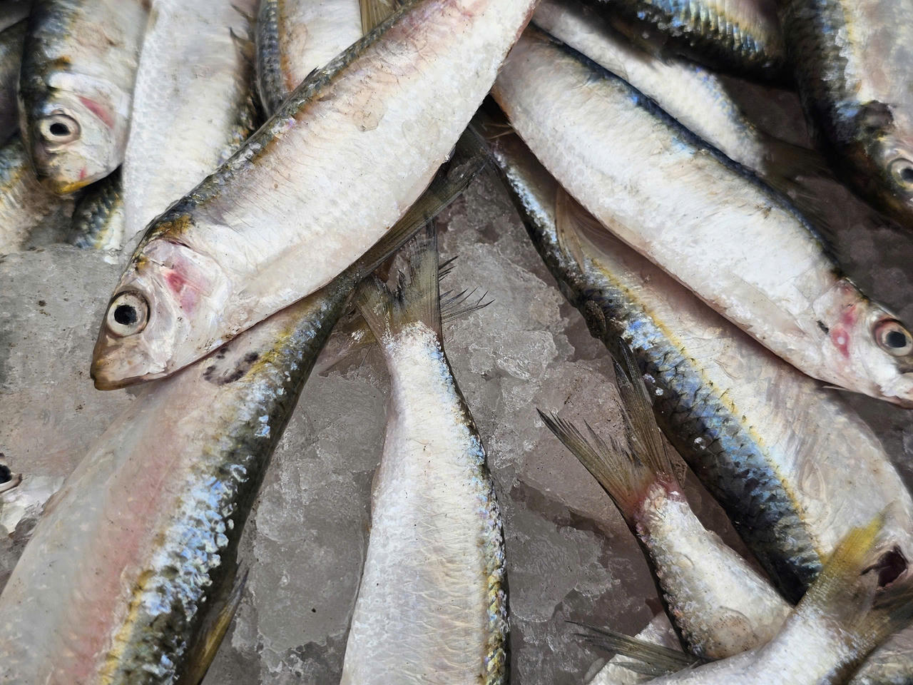 Cá trích chính là một trong những loài cá biển thơm ngon, giàu dưỡng chất