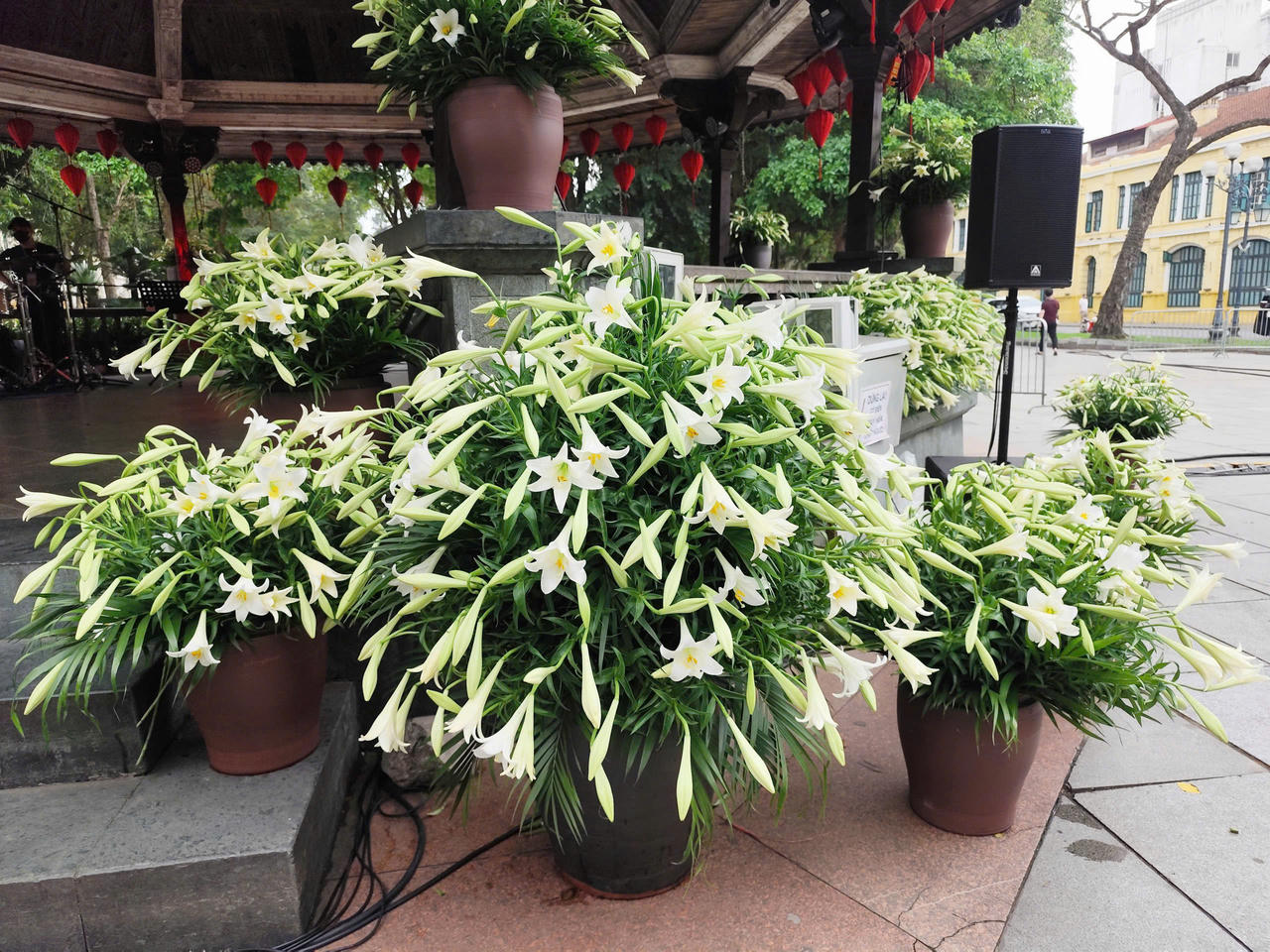 Một trong những điểm nhấn giàu tính thẩm mỹ và cảm xúc của chương trình chính là không gian trang trí với hàng nghìn bông hoa loa kèn – loài hoa đặc trưng của Hà Nội mỗi độ tháng Tư về.