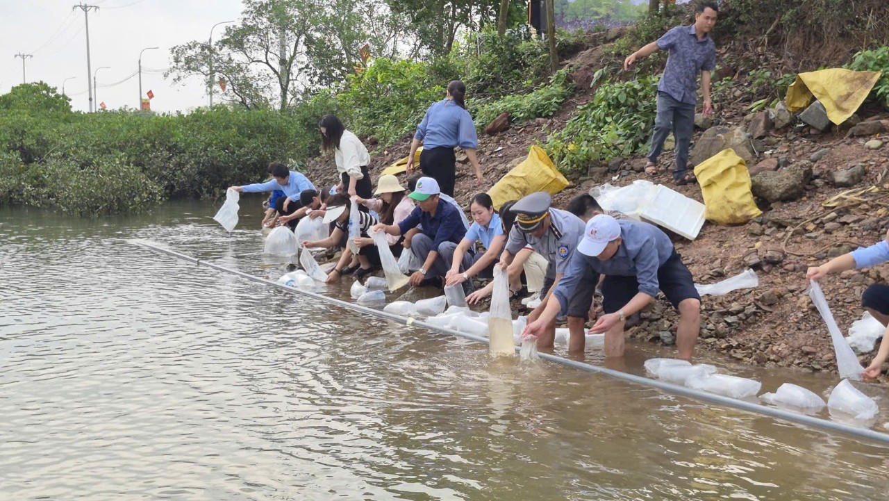 Quảng Ninh: Tích cực hưởng ứng thả con giống tái tạo nguồn lợi thủy sản