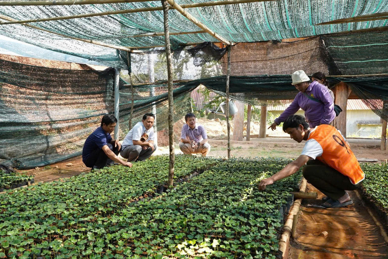 Cán bộ, kỹ thuật và người dân kiểm tra, chăm sóc cây giống cà phê tại vườn ươm trước khi cấp phát cho các hộ dân. 