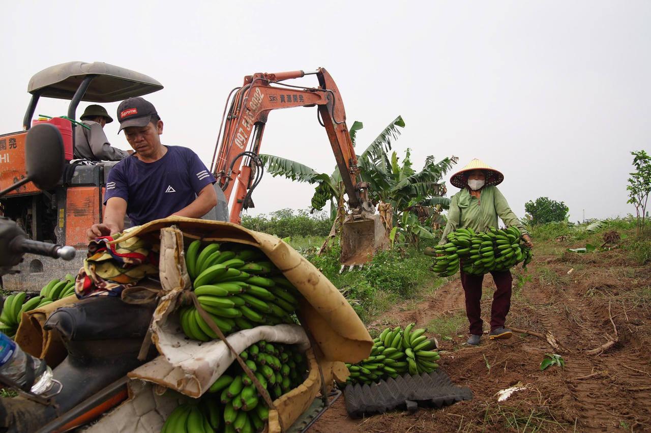Người dân thu hoạch hoa màu, sẵn sàng bàn giao mặt bằng cho đơn vị thi công .