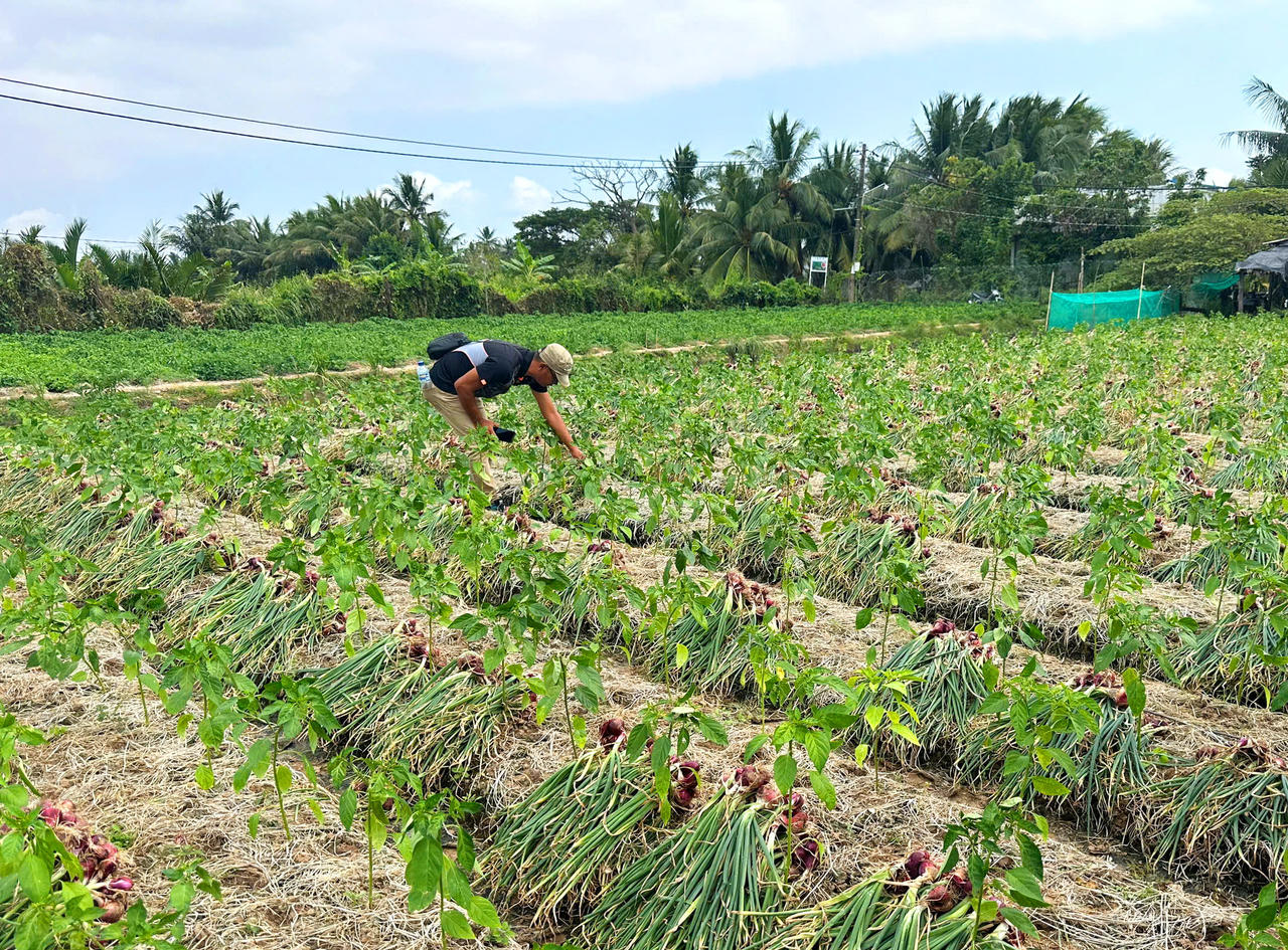 Mô hình trồng hành tím giống Maserati F1 (Hà Lan) tại phường Hiệp Thành bước đầu cho năng suất cao, mẫu mã đẹp, đáp ứng nhu cầu thị trường.