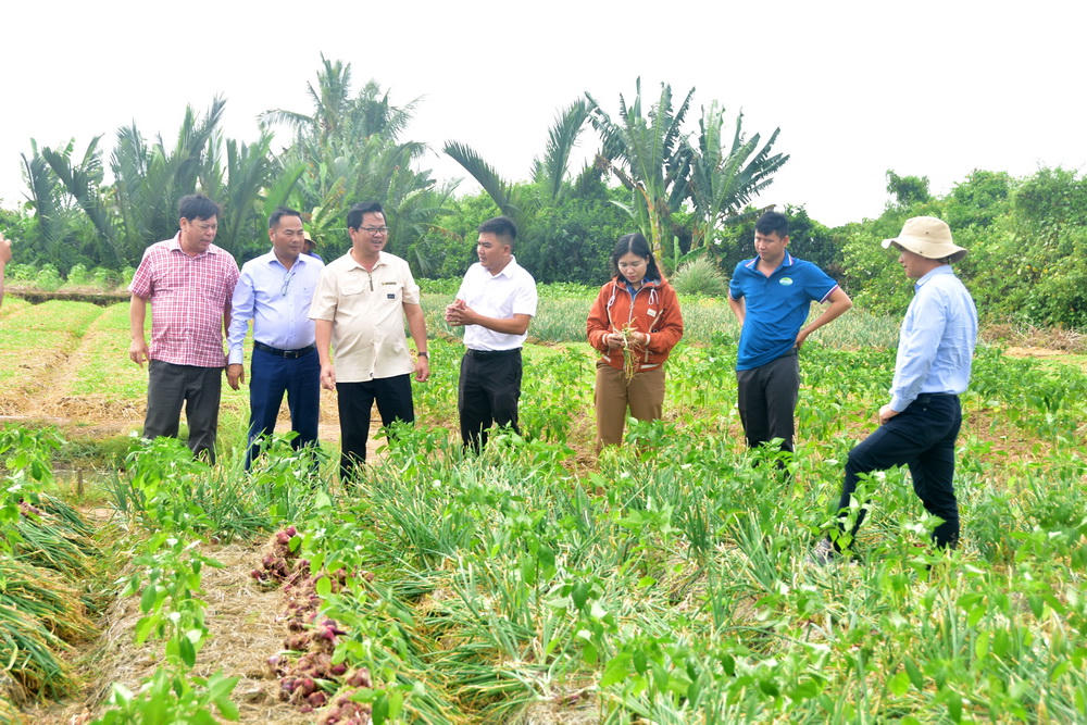 Cà Mau: HTX Lộc Tím mở lối làm ăn bền vững cho nông dân 