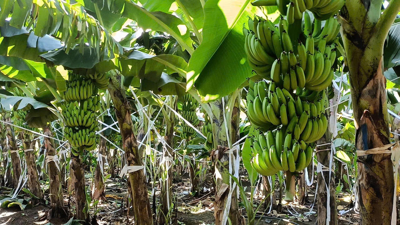 Một vườn chuối tại xã Bàu Hàm.