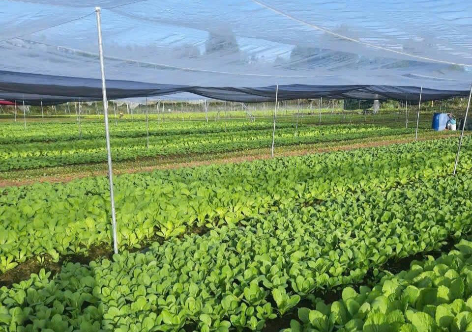 Dù là đô thị lớn, nông nghiệp vẫn là lĩnh vực quan trọng, đóng góp một tỉ trọng đáng kể vào sự tăng trưởng của Thành phố.