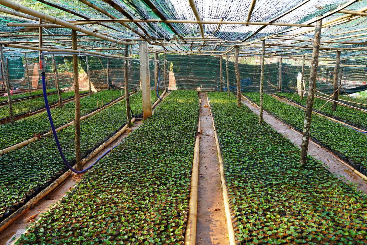 Vườn ươm cà phê giống tại xã Tu Mơ Rông được đầu tư bài bản, chuẩn bị nguồn cây giống phục vụ người dân phát triển sinh kế.