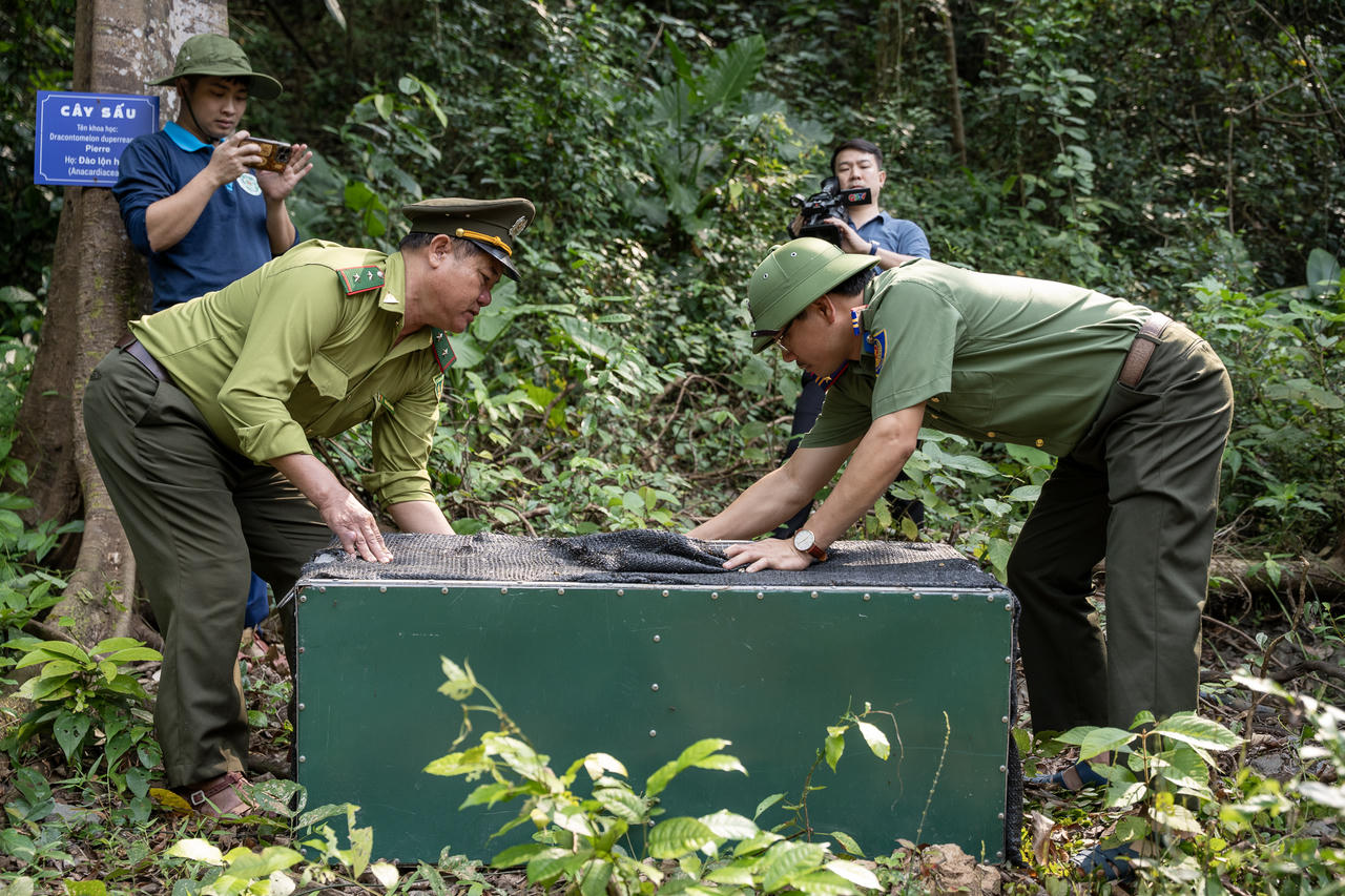 Lực lượng chức năng tái thả động vật hoang dã về rừng.