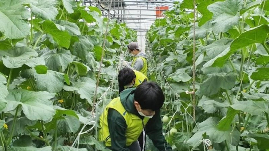 Lao động thời vụ người Việt làm việc tại Hàn Quốc phải mua bảo hiểm trong vòng 15 ngày từ khi nhập cảnh