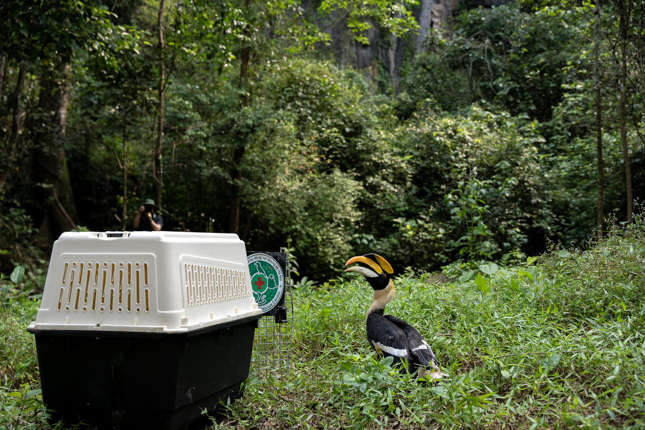Cá thể chim Hồng Hoàng được tái thả về môi trường tự nhiên tại khu vực vùng lõi Vườn quốc gia Phong Nha - Kẻ Bàng.