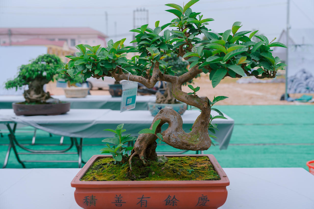 Phú Thọ: Dư âm đọng lại sau triển lãm sinh vật cảnh Hoàng Xá - Tu Vũ lần thứ I