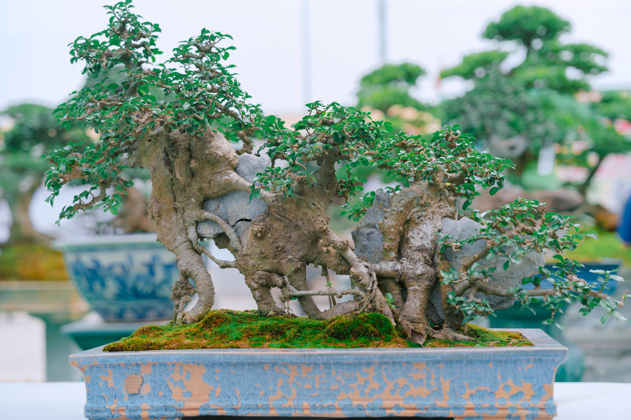 Phú Thọ: Dư âm đọng lại sau triển lãm sinh vật cảnh Hoàng Xá - Tu Vũ lần thứ I