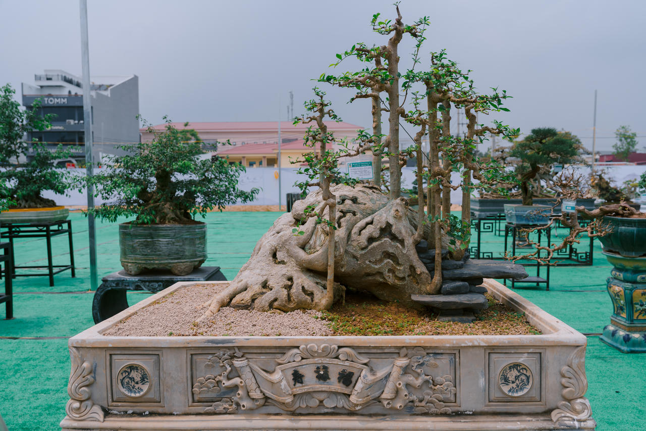 Phú Thọ: Dư âm đọng lại sau triển lãm sinh vật cảnh Hoàng Xá - Tu Vũ lần thứ I