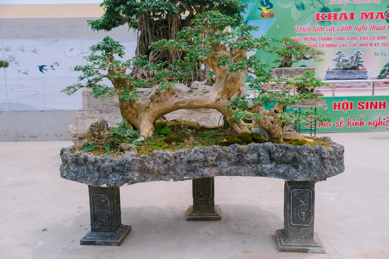 Phú Thọ: Dư âm đọng lại sau triển lãm sinh vật cảnh Hoàng Xá - Tu Vũ lần thứ I