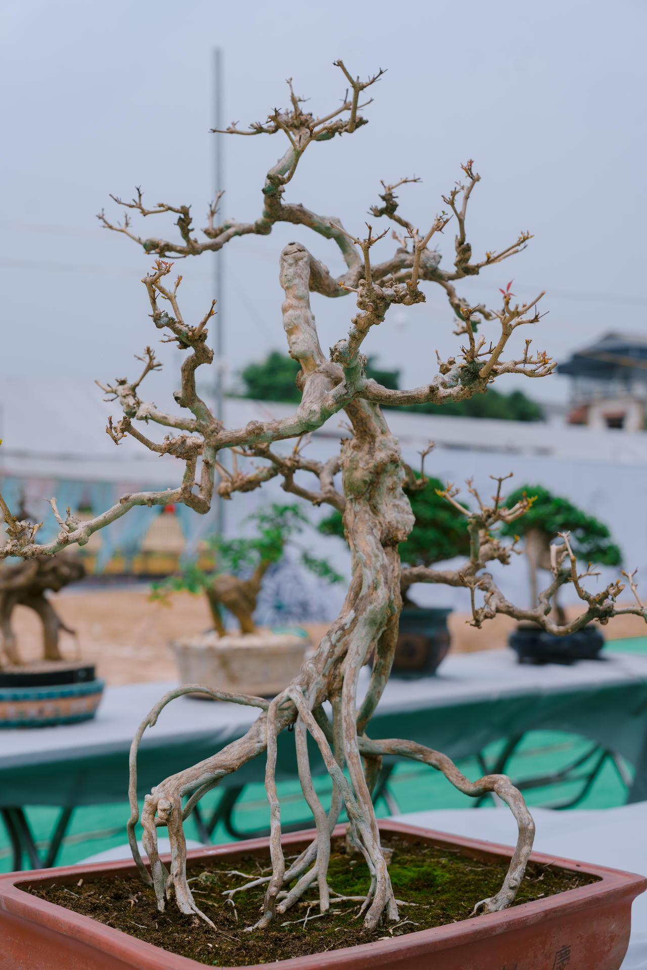 Phú Thọ: Dư âm đọng lại sau triển lãm sinh vật cảnh Hoàng Xá - Tu Vũ lần thứ I