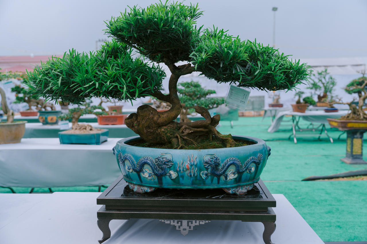 Phú Thọ: Dư âm đọng lại sau triển lãm sinh vật cảnh Hoàng Xá - Tu Vũ lần thứ I