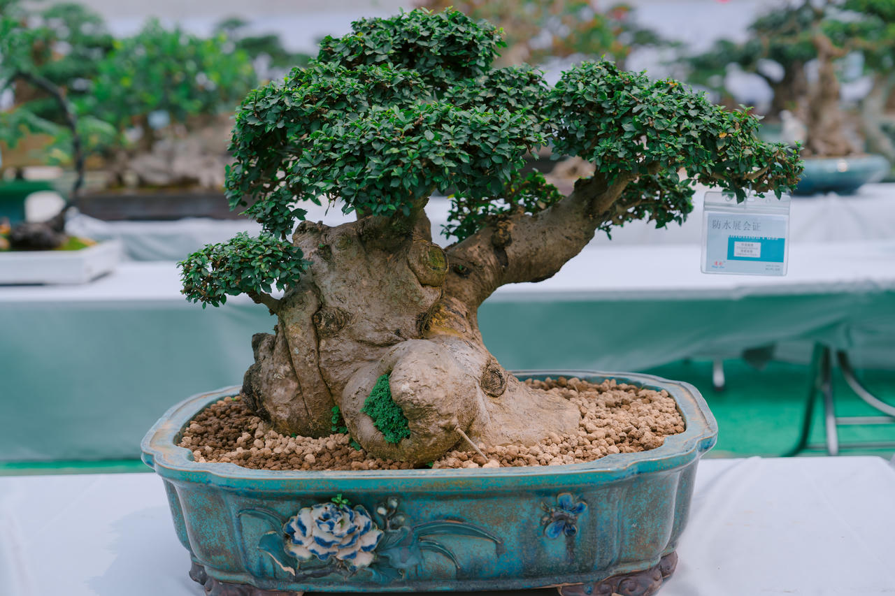 Phú Thọ: Dư âm đọng lại sau triển lãm sinh vật cảnh Hoàng Xá - Tu Vũ lần thứ I