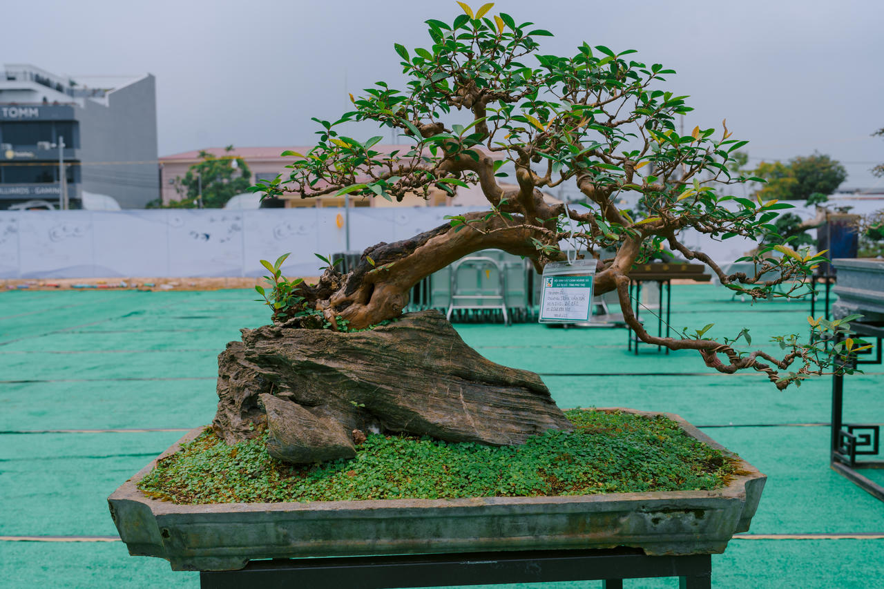 Phú Thọ: Dư âm đọng lại sau triển lãm sinh vật cảnh Hoàng Xá - Tu Vũ lần thứ I