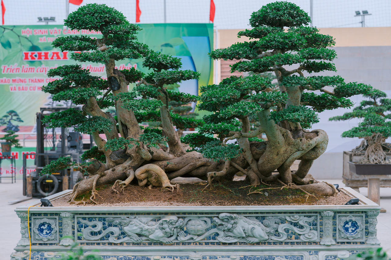 Phú Thọ: Dư âm đọng lại sau triển lãm sinh vật cảnh Hoàng Xá - Tu Vũ lần thứ I