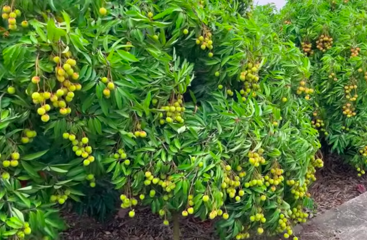 Bắc Ninh chủ động giải pháp sản xuất, tiêu thụ vải thiều năm 2026