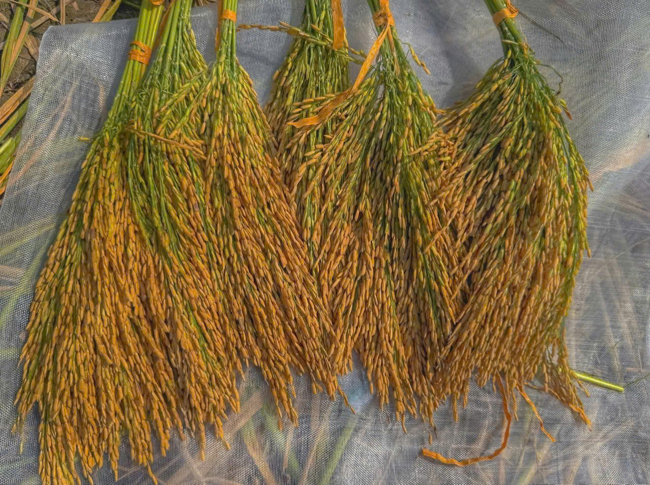 Đề án 1 triệu ha lúa: Đột phá năng suất từ giống CT68 và “tấm khiên” công nghệ số 