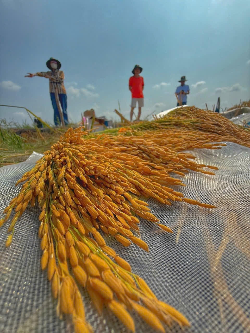 Kết quả gặt điểm trên diện tích 220m2 thu về 415 kg lúa tươi, tương đương mức năng suất thực tế đạt từ 15 đến 20 tấn/ha