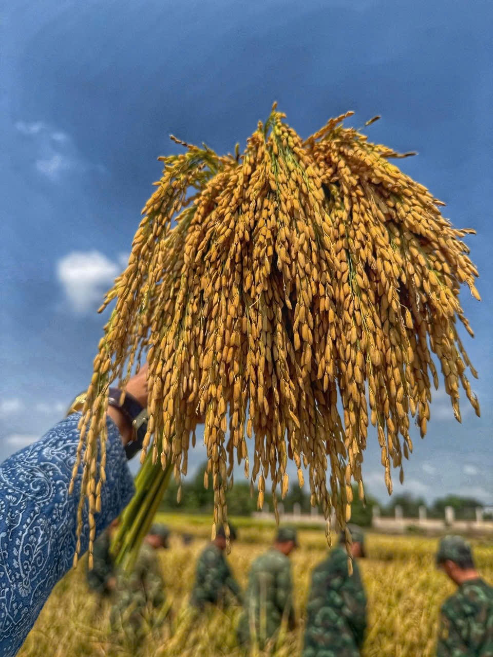 Thu hoạch điểm giống lúa CT68