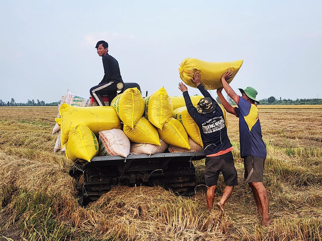 Xã tập trung chỉ đạo nhân dân thu hoạch dứt điểm vụ lúa Đông Xuân và chuẩn bị tốt các điều kiện cho sản xuất vụ tiếp theo.