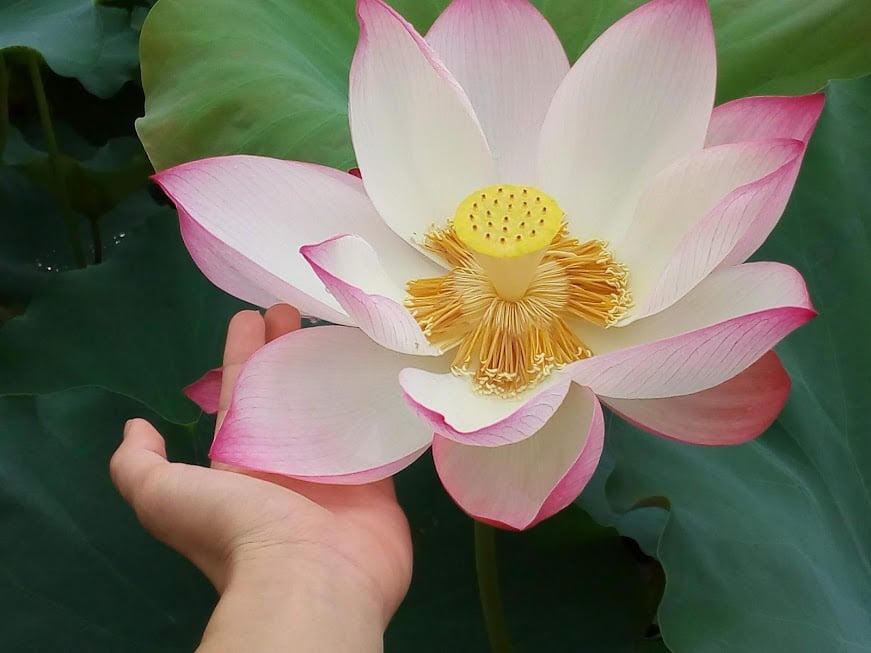 Nuôi dưỡng thói quen lành 1