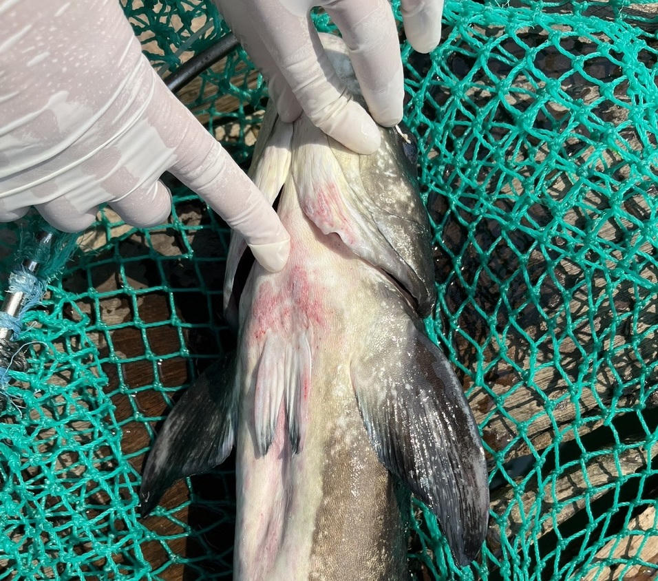 Cá bớp chết hàng loạt, nông dân Lý Sơn thiệt hại hàng chục tỷ đồng