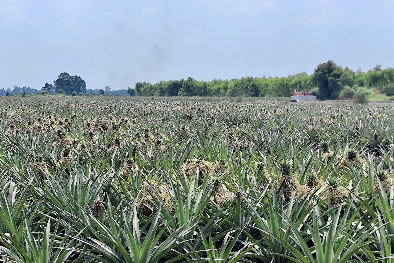 Hưng Thạnh (Đồng Tháp): Nhiều điểm sáng trong phát triển kinh tế - xã hội 