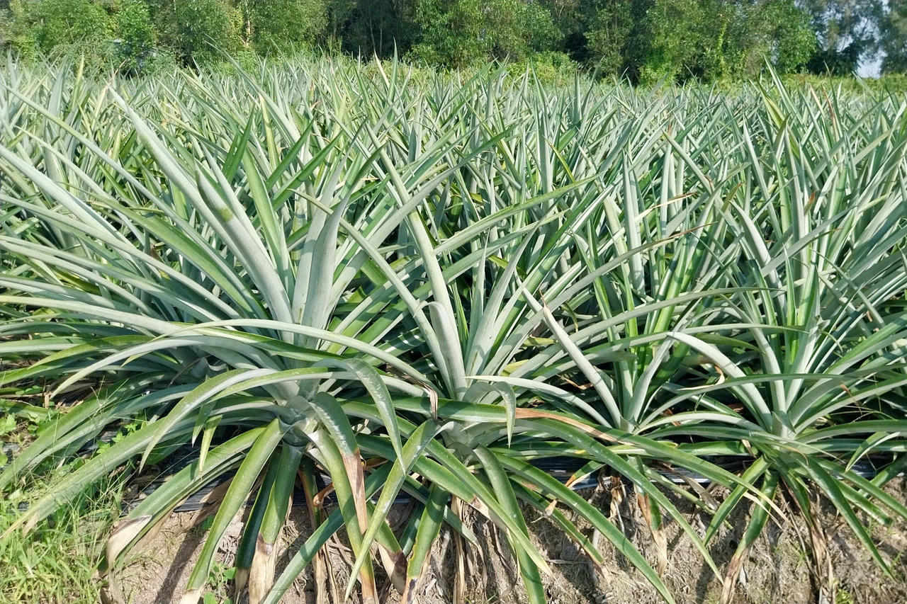 Giá bán khóm ổn định từ 8.000 - 8.500 đồng/kg.