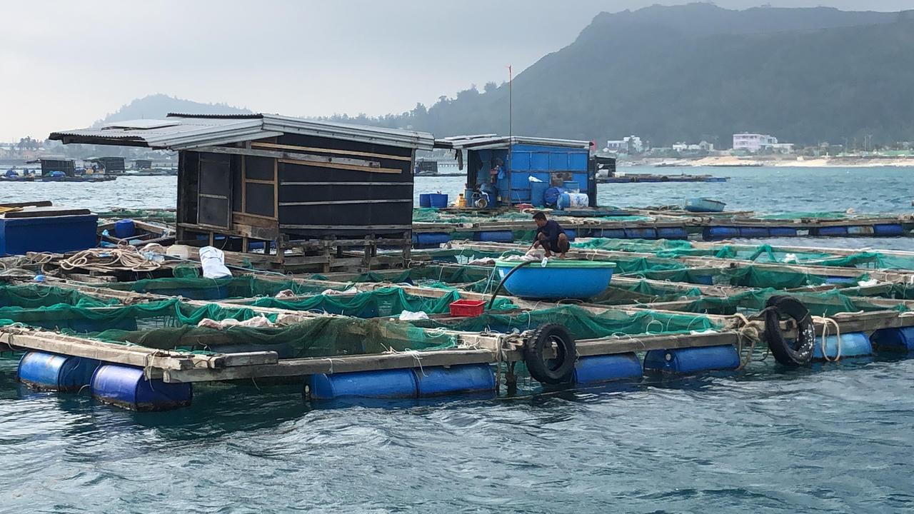 Hộ nuôi lồng bè ở Lý Sơn đứng trước nguy cơ mất trắng do cá bớp chết hàng loạt.