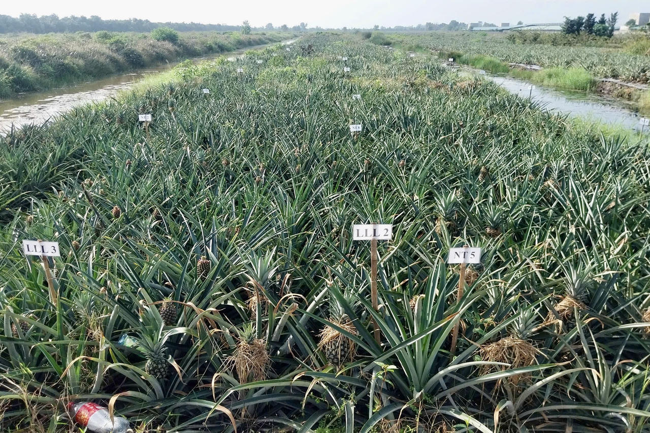 Cây khóm với diện tích hơn 3.100 ha cho năng suất bình quân 20 tấn/ha.