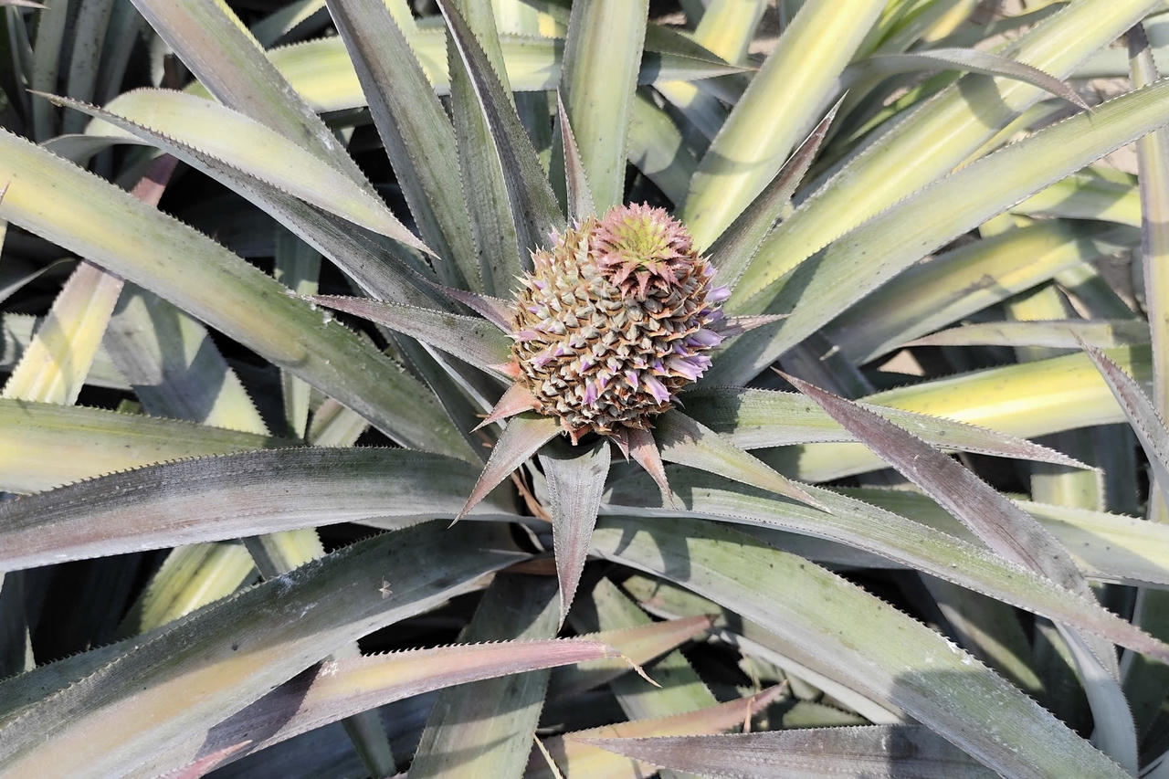 Hưng Thạnh (Đồng Tháp): Nhiều điểm sáng trong phát triển kinh tế - xã hội 