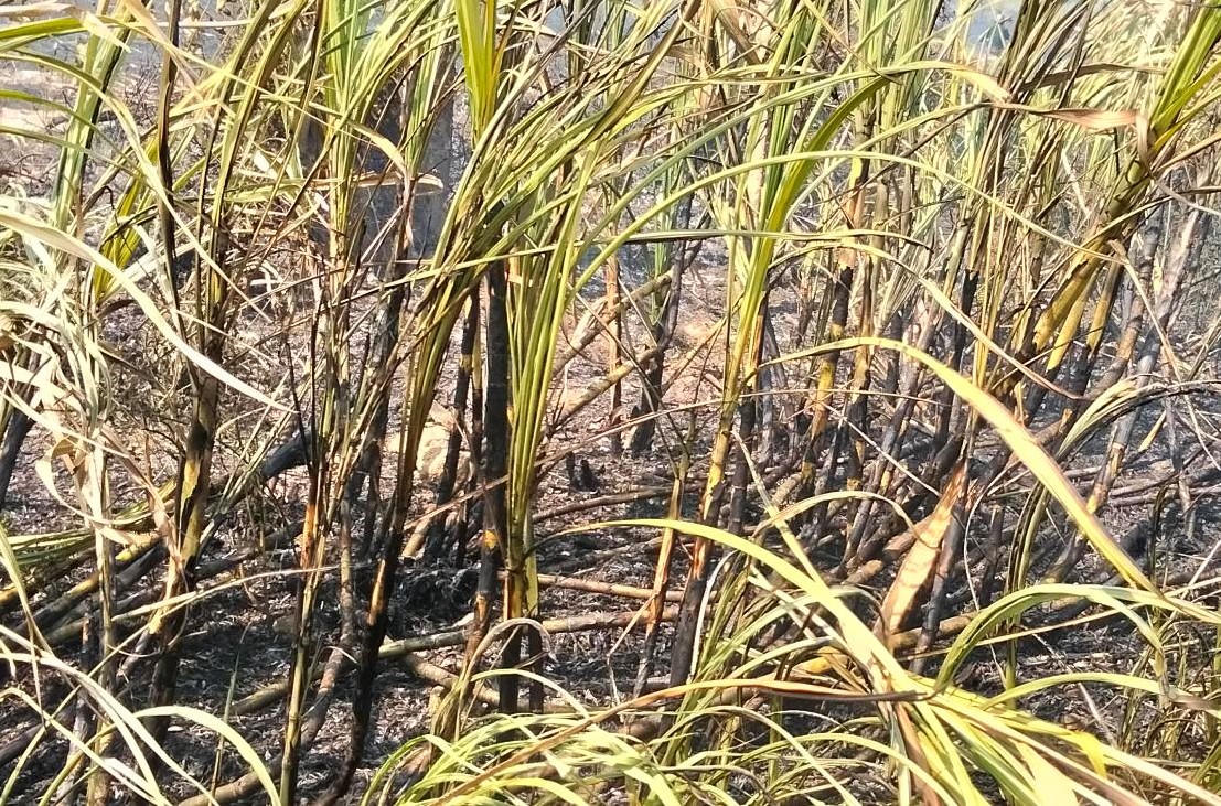 Mía sau khi cháy bị ảnh hưởng chất lượng gây ảnh hưởng đến giá thành.
