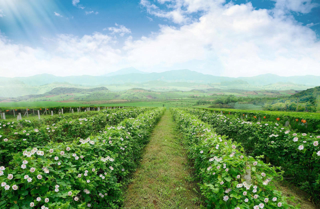 Một góc trong khu vực canh tác dược liệu đạt chứng nhận hữu cơ Mỹ và Châu Âu của Tập đoàn TH tại Yên Thành, Nghệ An