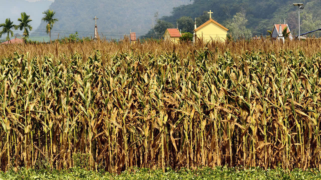Khi du lịch trở thành “điểm tựa” cho nông sản Quảng Trị mùa nắng nóng