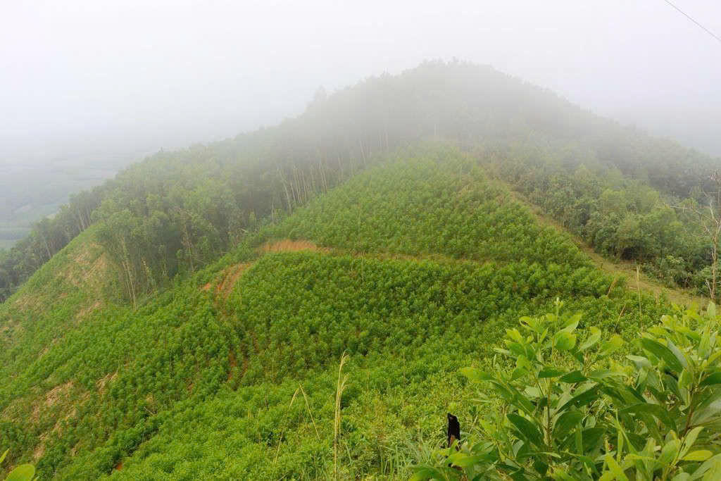 Giai đoạn 2026-2030, Đà Nẵng tổ chức trồng rừng bằng các loài cây trồng phù hợp nhằm thay thế rừng trồng keo với diện tích 100 ha&nbsp;