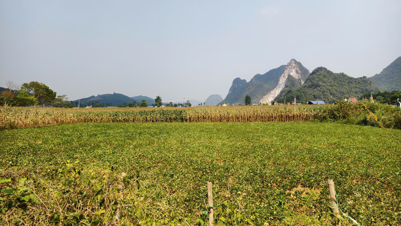 Khi du lịch trở thành “điểm tựa” cho nông sản Quảng Trị mùa nắng nóng