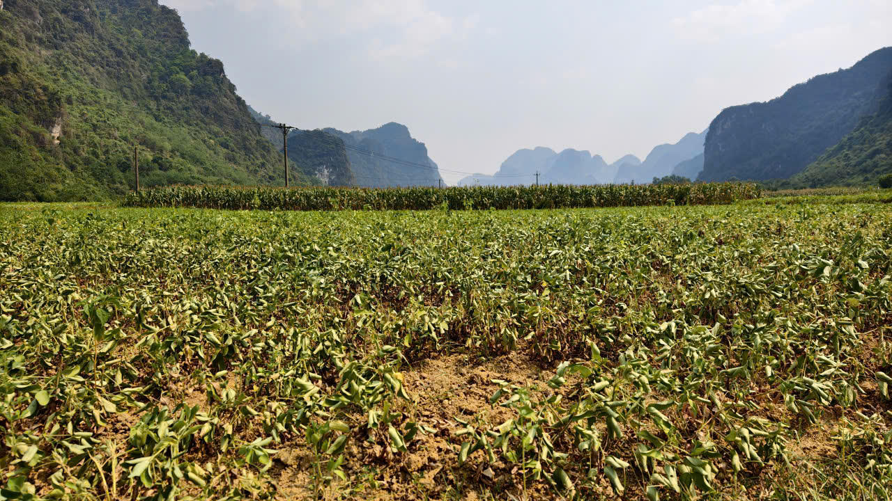 Khi du lịch trở thành “điểm tựa” cho nông sản Quảng Trị mùa nắng nóng